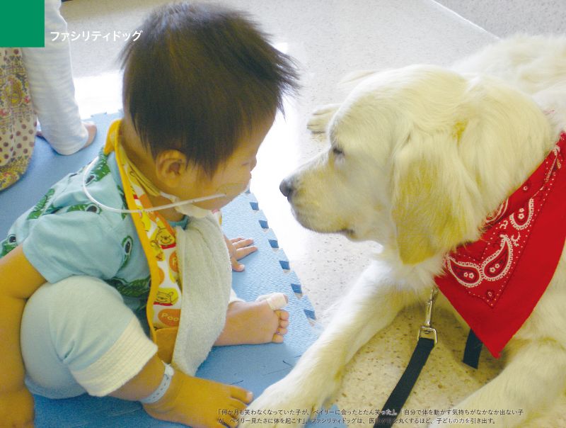 Chó trị liệu Nhật Bản Bailey